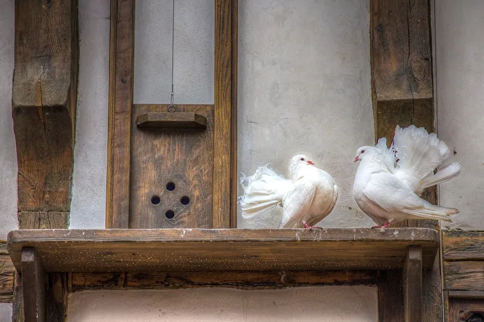 Two pigeons in the love dance