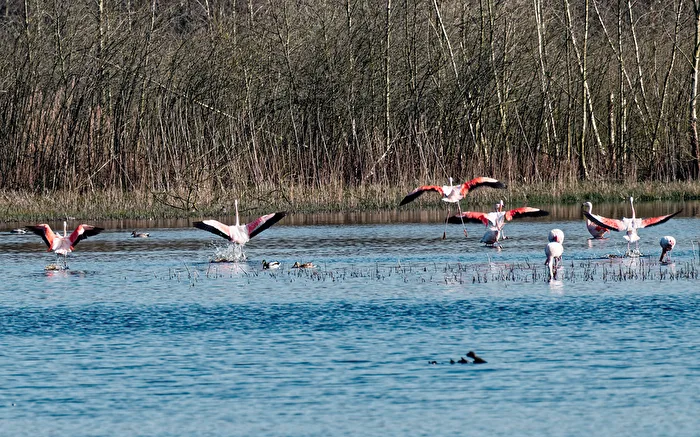 Flamingos