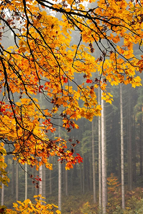 Vibraciones de otoño