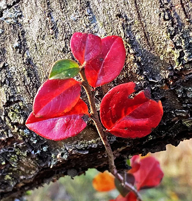 red