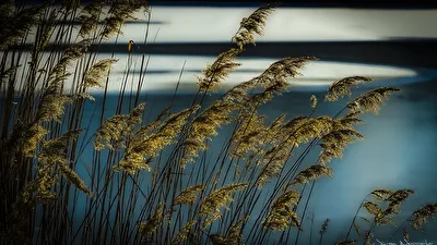 Schilf im Abendlicht