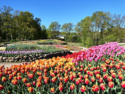 Tulpenblüte im Münsterland