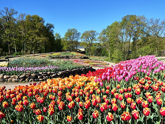 Tulpenblüte im Münsterland