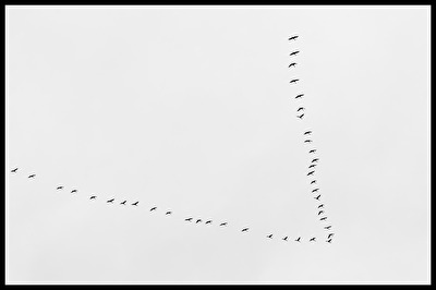 ZugVögel 2024