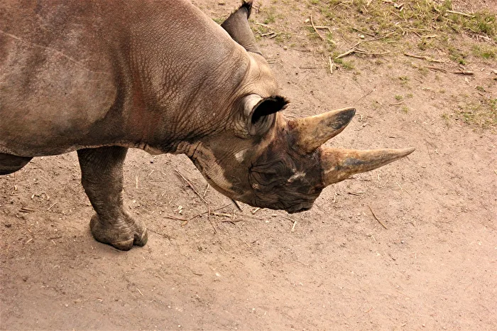 Rhinoceros