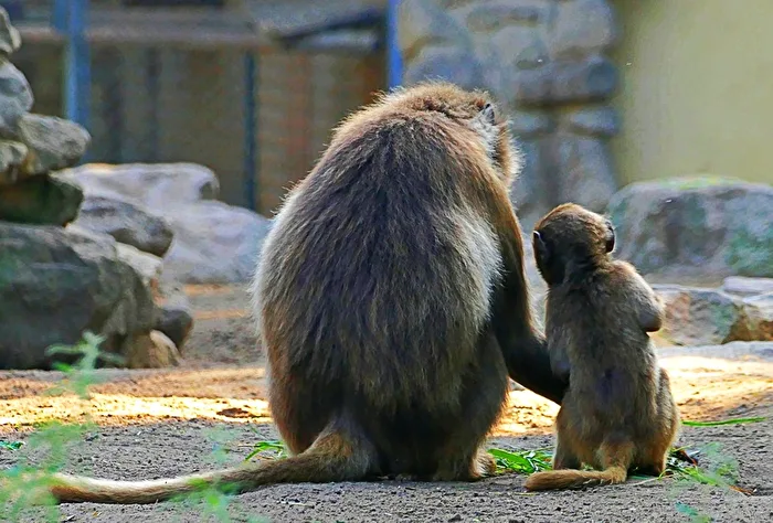 ein Vater erklärt seinem Sohn die Welt