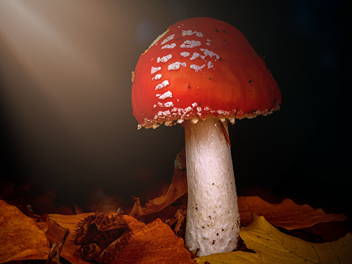 Fliegenpilz im Streiflicht