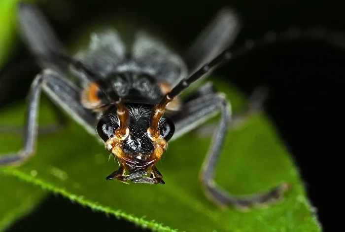 Soft beetle portrait
