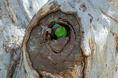 Musk Lorikeet (Glossopsitta concinna) - Moschuslori