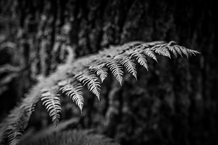 Farn-Fun mit dem 50er