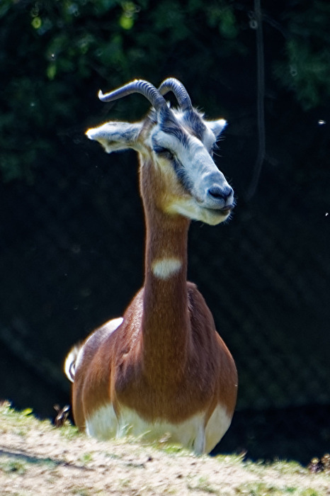 Mhorrgazelle