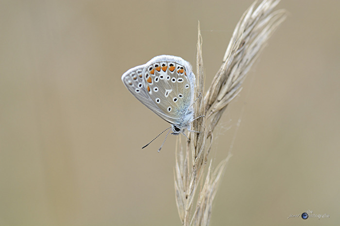 Hauhechel-Bläuling..