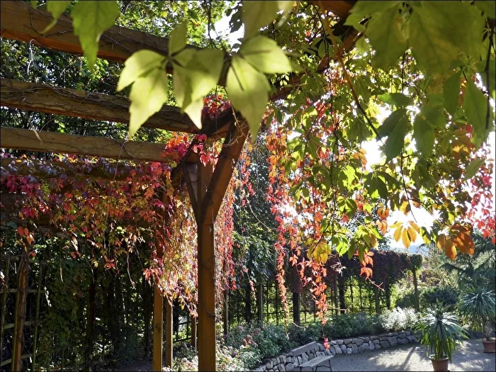 Feuilles de vigne automnales