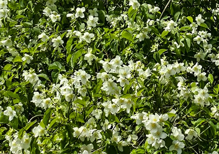 Bauernjasmin