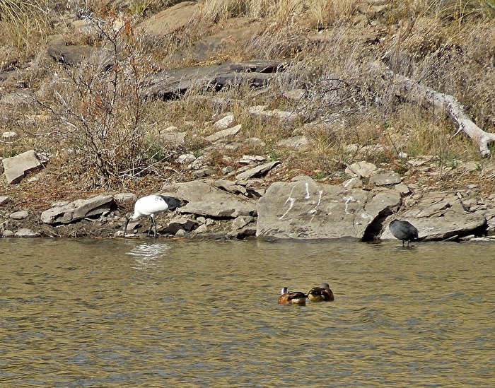 Heiliger Ibis, links im Bild