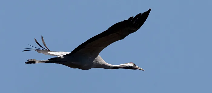 Crane in Flight