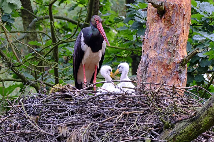 Black Storks