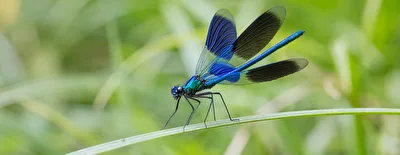 ein Prachtexemplar in Blau