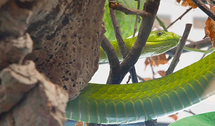 Green Mamba