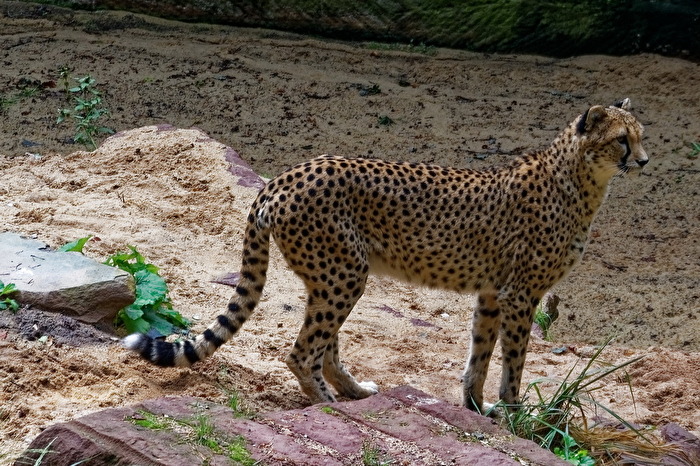 Gepard