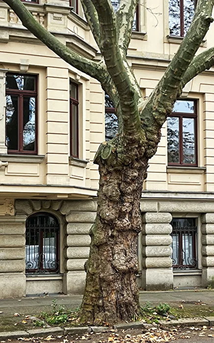 der alte Baum...
