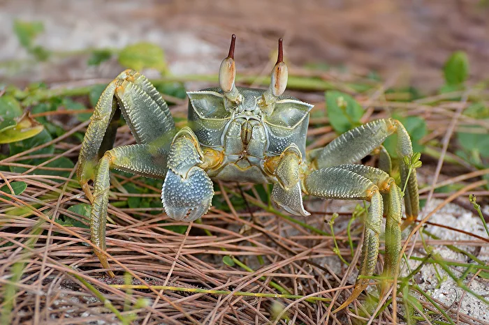 Gehörnte Geisterkrabbe (Ocypode ceratophthalmus)