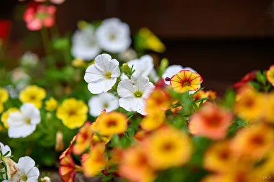 Garten-Petunie