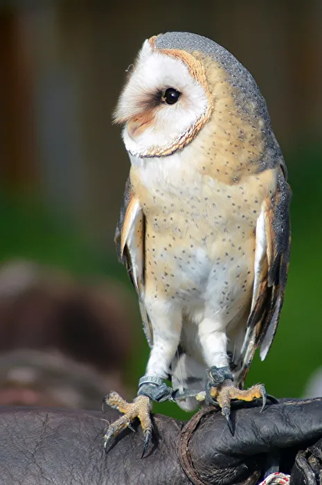 Barn Owl