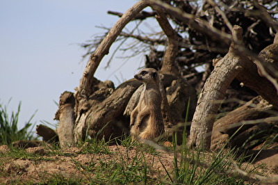 Erdmännchen auf Ausguck
