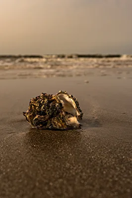Muschelrauschen