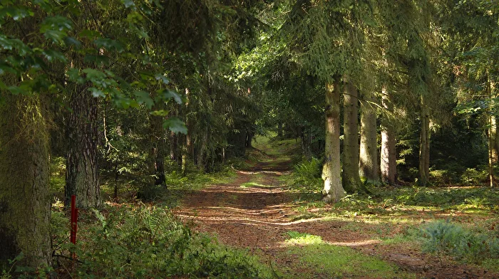 Ambiance forestière