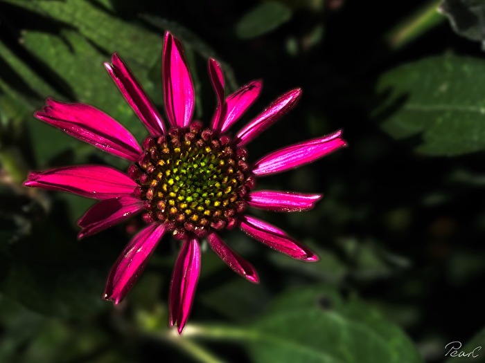 Purpur: Farben in meinem Garten