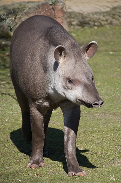 Tapir
