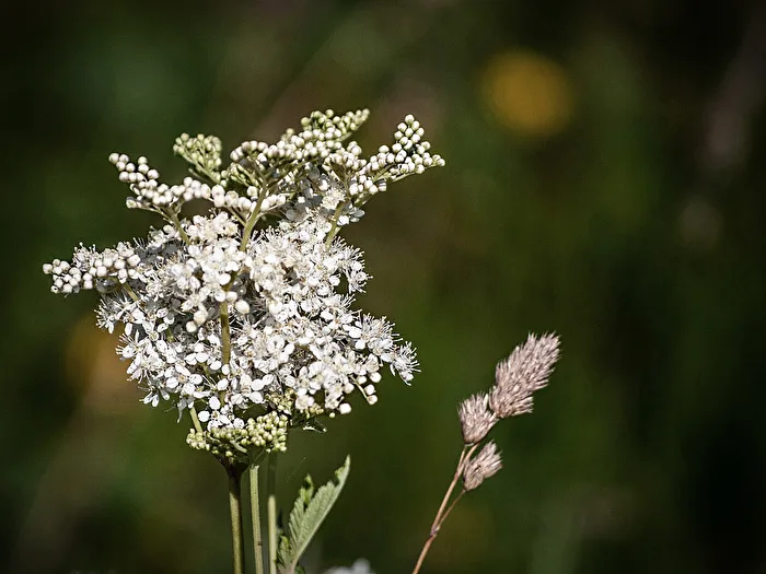 Meadowsweet...