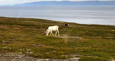 weisses Rentier in Norwegen