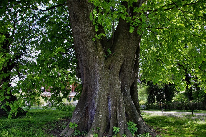 Baum