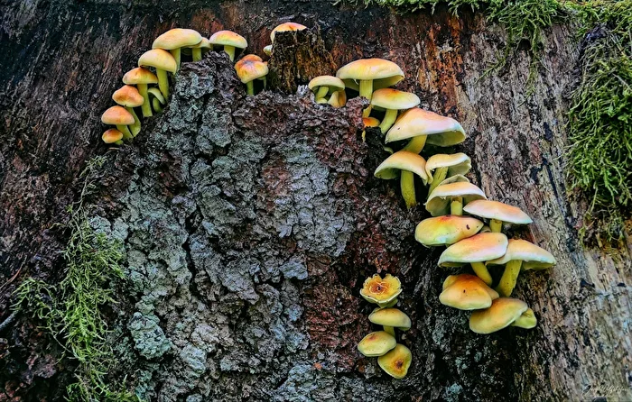Honey fungus