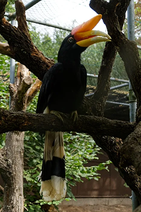 Feuerhornvogel
