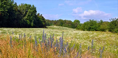 Sommerwiese
