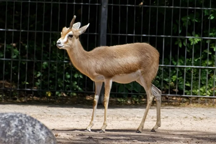 Dorkasgazelle