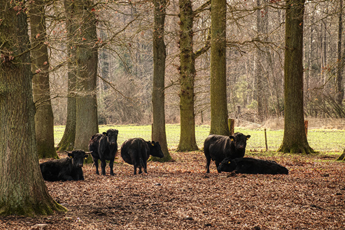 Ruhe am Waldrand