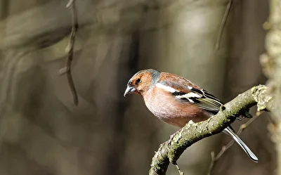 Buchfink (Fringilla coelebs).