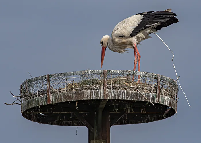 Auch ein Storch muss mal . . . .   (Originalaufnahme bei 8000sek.)