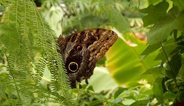 im Schmetterlingshaus Trassenheide/Usedom