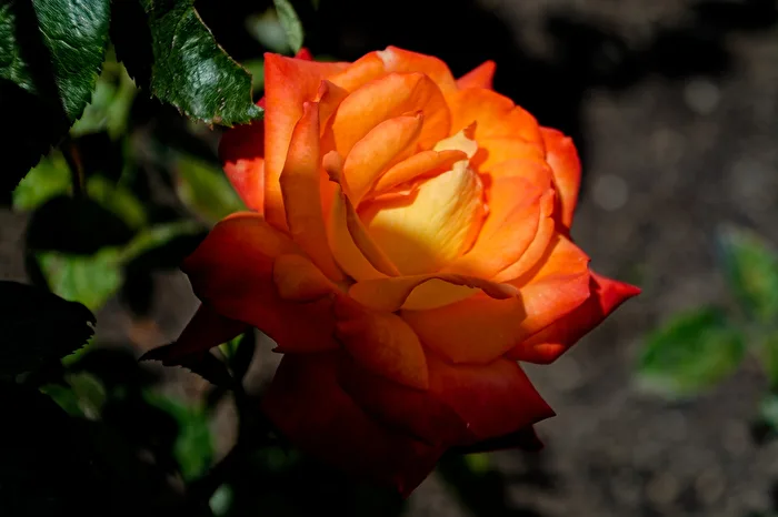 Rosenblüte