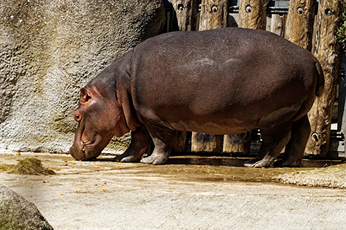 Hippopotamus