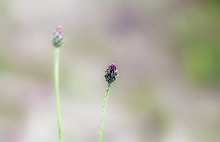 Bud