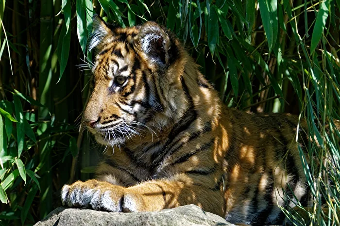 young tiger