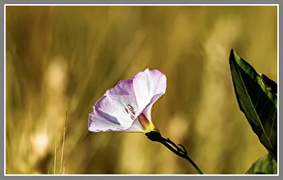 Ackerwinde im Gerstenfeld