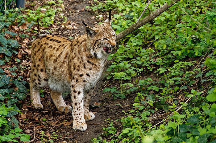 Karpartenluchs